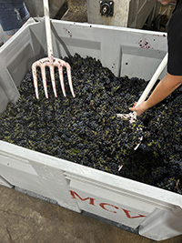 Image of Vignoles grapes in press