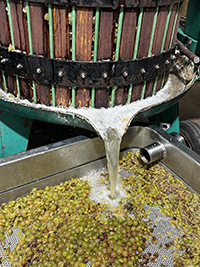 Image of Vignoles grapes in press